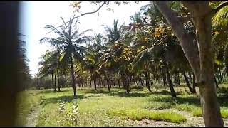 LAND SALE AGRI DHARMAPURI...BOMIDI...1 ACRE 25