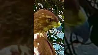 Watch this red tailed hawk move its neck around while hunting for squirrels.