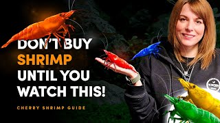 Neocaridina Shrimp: Everything You Need to Know