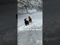 middle of somewhere doglover shorts 603 snowadventures birddogoftheday