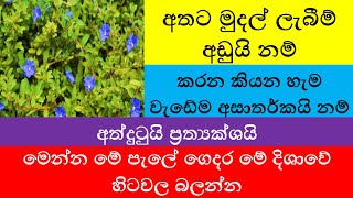 කරන කියන හැම වැඩේම අසාර්තකයි නම් අතට මුදල් ලැබීම් අඩුයි නම් මෙන්න මේ පැලේ ගෙදර මේ දිශාවේ හිටවල බලන්න