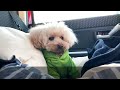 愛犬と軽自動車 ハスラーで車中泊3日目 石川県の旅｜car camping in ishikawa