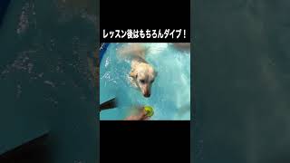 夏だプールだ楓ちゃんの季節だ #shorts #dog #pool