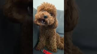 Konuşan Köpek Milka :) vol 1 | POODLE MİLKA SİZCE NE ANLATMAYA ÇALIŞIYOR ?