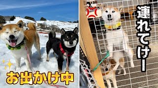 お出かけ散歩に連れて行ってほしい柴犬女の子のジャンプ力を見てほしいw