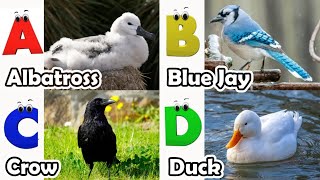 Birds Alphabet Song for Kids | Birds ABC Song | Phonics for Kids | Alphabet Letters | Baby