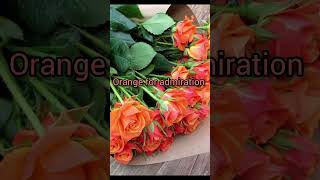 Different Colors of Roses 🌹 & Their Meanings | Rose Color Symbolism