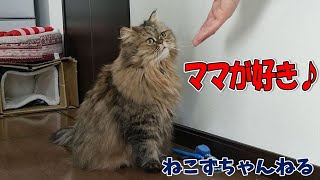 ママが大好き♪　チンチラゴールデン「めい」　ねこずちゃんねる250 #猫 #ねこ #cat #ペルシャ