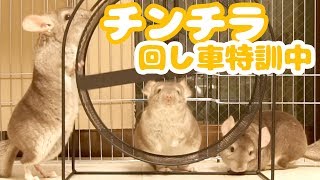 チンチラの回し車特訓！興味津々な様子が可愛すぎる！！【チンチラ日記25】Chinchilla's Diary25