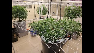 How I Top For Scrogging Massive Indoor Cannabis Plants