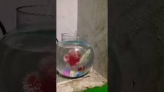 Fish tank fish tank aquarium fish aquarium home #fish #fishing #fishshorts #vlog #vlogs #viral