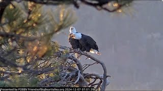 Jackie and Shadow's Saturday morning rest FOBBV CAM Big Bear Bald Eagle Live Nest Cam 1 / Cam 2