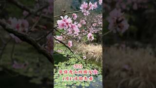 2024櫻花🌸開成這樣怎麼還能包場？😃超熱門賞櫻景點#雲林草嶺青山坪咖啡農場#產道後山健行#雲飛過來01/17