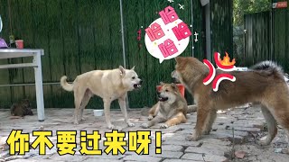 田园犬小米被大毛盯上了，吓也吓不退，甩也甩不掉，烦不胜烦！