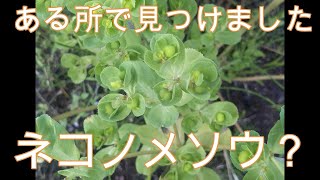 神奈川県・厚木市・愛川町・鳶尾山・・相模原公園で野草を探しました