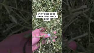 What the alfalfa should look like when you feed your horses!