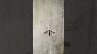 Big mosquito #insects #mosquito #wildlife #shorts