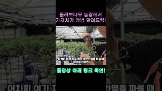 올리브나무 가지치기 농부가 알려드립니다  #키우기쉬운식물