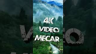 Jungle name video (4k video)