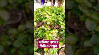 new viral video 2022. বাধ্যতামূলক গাছের সন্ধান পাওয়া গেল দেখুন#sas_tv24_unlimited#shortsvideo#2022