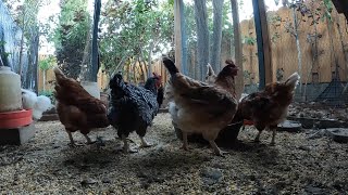 Backyard Chickens Fun Relaxing Continuous Video Sounds Noises Hens Clucking Roosters Crowing!