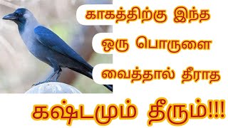 காகத்திற்கு இந்த ஒரு பொருளை வைத்தால் தீராத கஷ்டங்கள் அனைத்தும் தீரும் | kakam palankal