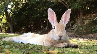 【かわいい野ウサギ】何か言いたげにじっと見つめてくるうさぎ。無言の可愛い圧力！