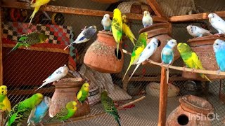 Budgies birds sounds | Beautiful Australian parrot talking | Beautiful birds singing voice