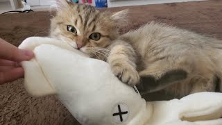 子猫がぬいぐるみを噛んで蹴ってと楽しんでいますw