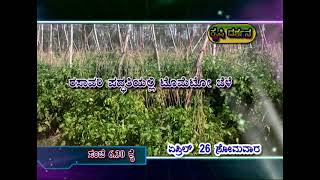 ಕೃಷಿದರ್ಶನ, 26-04-2021 ಸಂಜೆ 6.30ಕ್ಕೆ.  ರಸಾವರಿ ಪದ್ಧತಿಯಲ್ಲಿ ಟೊಮೆಟೋ ಬೆಳೆ. ಕೃಷಿ ಅರಣ್ಯ.