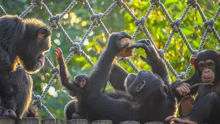 みんなが狙うお母さんのココナッツ｜中国の動物園のチンパンジー家族｜広州長隆サファリパーク