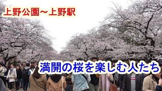 上野公園・満開の桜を楽しむ（2019年3月30日） （4K）