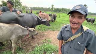 สำรวจเช็คราคาควายตลาดกุดเรือคำ