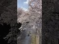 2024年4月7日石神井川の桜【お花見】 shorts