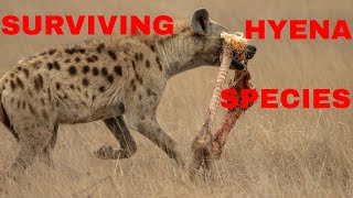 HOW MANY TYPES OF HYENA SPECIES LIVE IN THE WORLD TODAY?