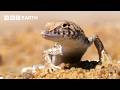A Journey Through the World's Deserts | BBC Earth