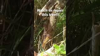 Such a Unique case- Repairing a snapped to the ground tree..