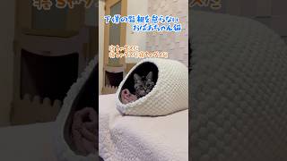 【本日のチャッピー】#猫#保護猫#おばあちゃん猫#監視員#老猫#猫のいる暮らし#癒し