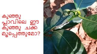 കുഞ്ഞു പ്ലാവിലെ ഈ കുഞ്ഞു ചക്ക മൂപ്പെത്തുമോ?