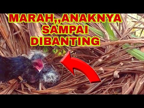 WADUH..BEGINI CARA INDUK BURUNG BUTBUT MEMBUNGKAM ANAKNYA YANG BERISIK ...