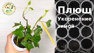 Плющ. Зимнее укоренение