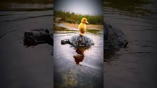 puppy 🐶and tortoise 🐢 Full HD video editing #shortvideo