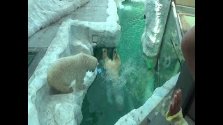 上野動物園ホッキョクグマ 2018.04.01