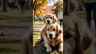 9割の人が知らない！犬の感覚がスゴすぎる驚きの事実3選！#youtubeshorts #shorts #犬 #犬のいる暮らし #犬のいる生活 #dog #dogs #雑学