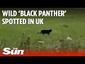 Wild 'Black Panther' spotted in Scotland