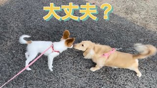 【パピヨン 子犬】散歩中にミニチュアダックスと遭遇した結果@ころんコロコロチャンネル