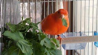 大根葉が大好物✳赤カナリアチュイー　手乗りカナリア　Red Canary Chui Eeating Radish Leaves