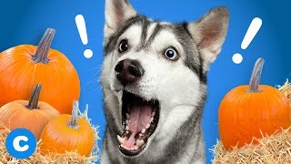 4 Pumpkin-Packed Foods for Dogs