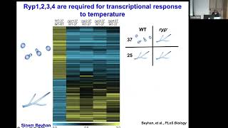 Anita Sil: Regulation of cell shape and virulence in thermally dimorphic fungal pathogens