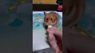 ハムスターがりんごを食べるとおいしかった表情をしたIt's an appleI ate deliciously　#cute #youtubeshorts #happy